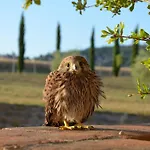 Podere Molinaccio *