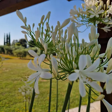 Podere Molinaccio