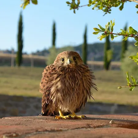 Podere Molinaccio *